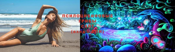 прущие грибы Ростов
